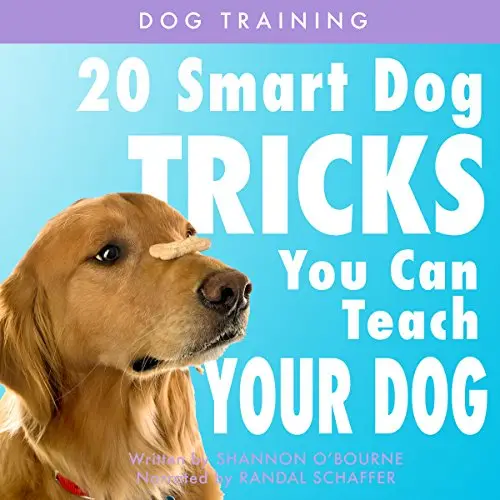 Good Dog Tricks to Teach Your Dog
