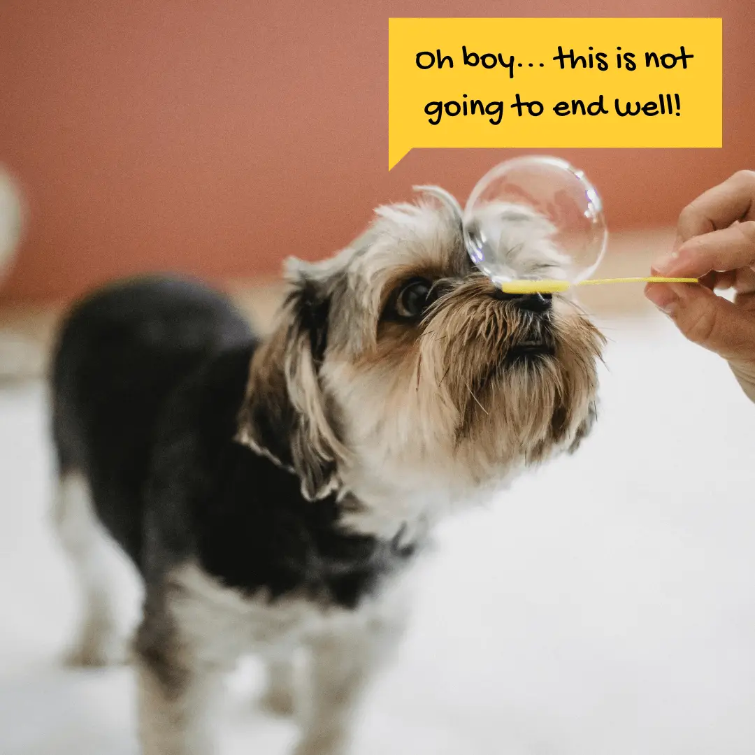 Good Dog Tricks to Teach Your Dog