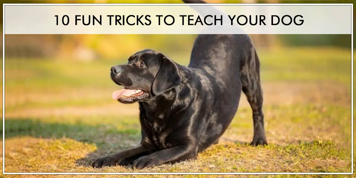Good Dog Tricks to Teach Your Dog