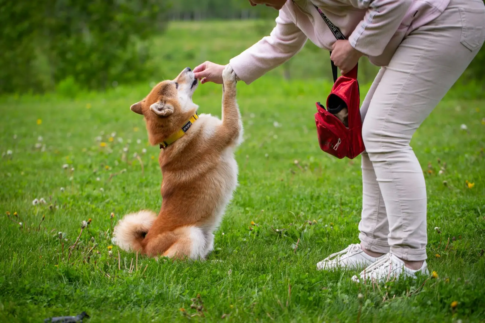 Good Dog Tricks to Teach Your Dog