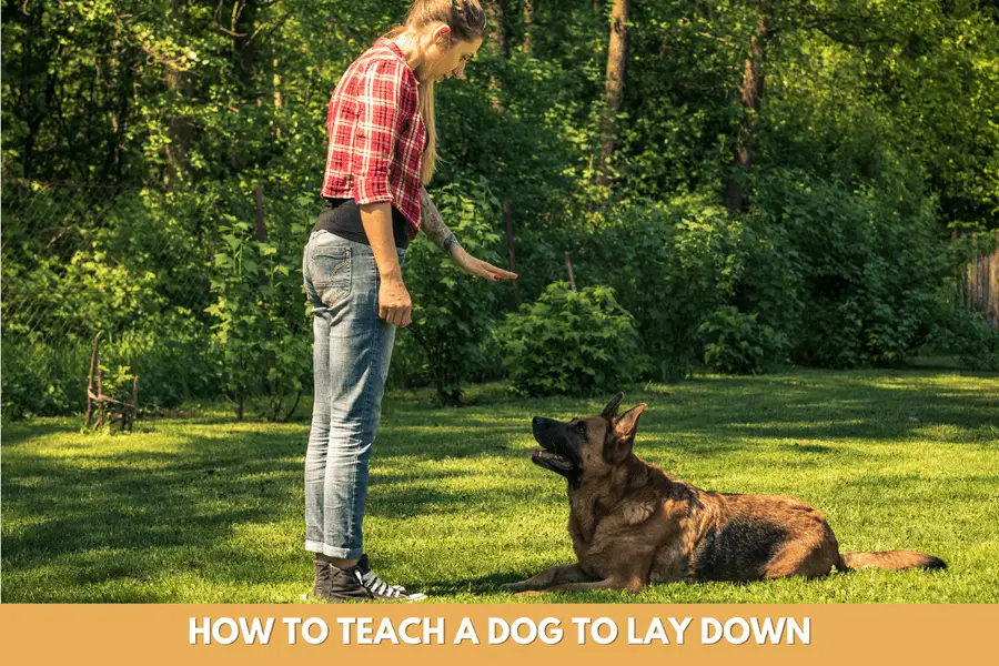 Teaching a Puppy to Lie Down