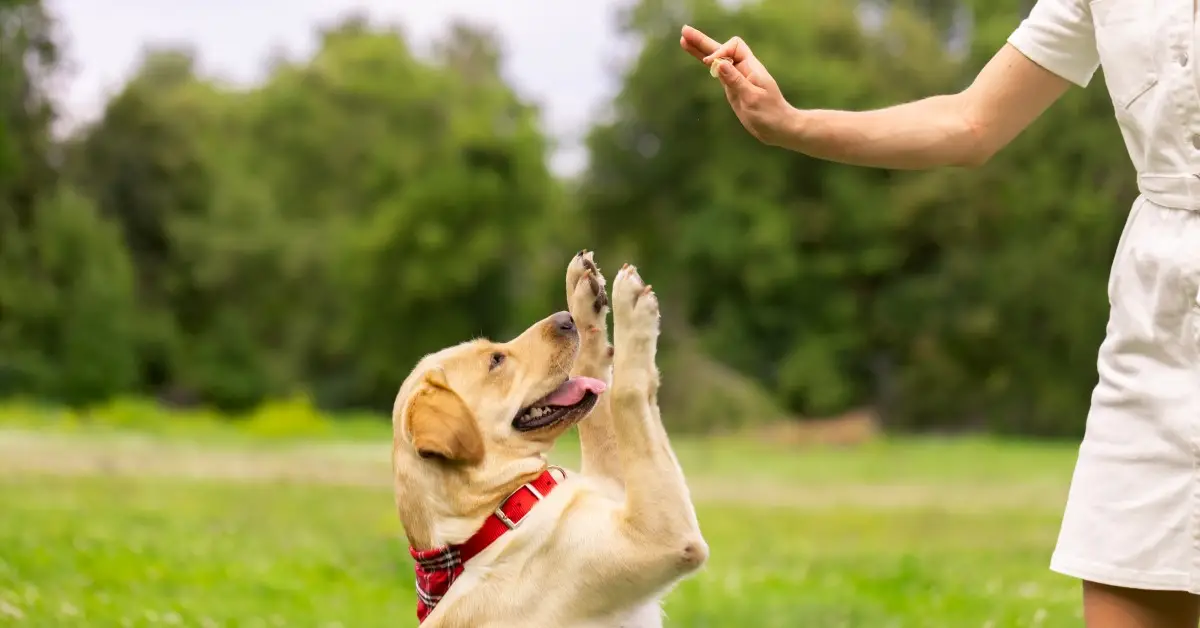 Teaching a Puppy to Lie Down