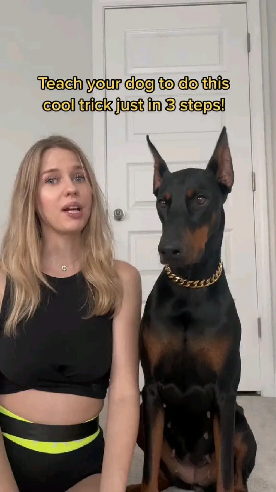 The Best Dog Tricks to Teach Your Dog