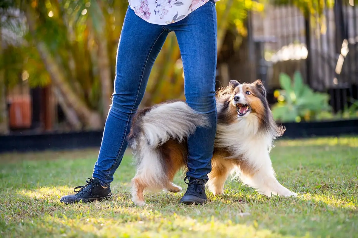 The Best Dog Tricks to Teach Your Dog