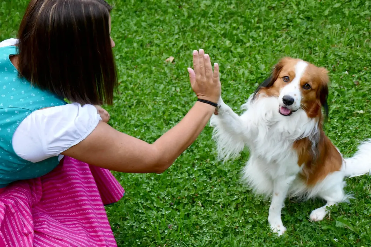 The Best Dog Tricks to Teach Your Dog