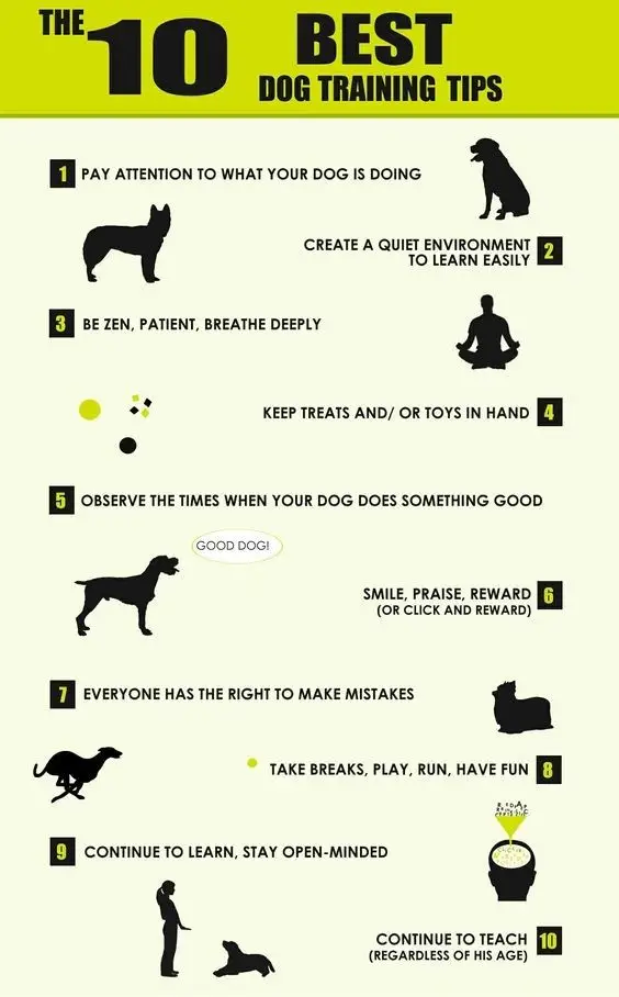 The Best Dog Tricks to Teach Your Dog