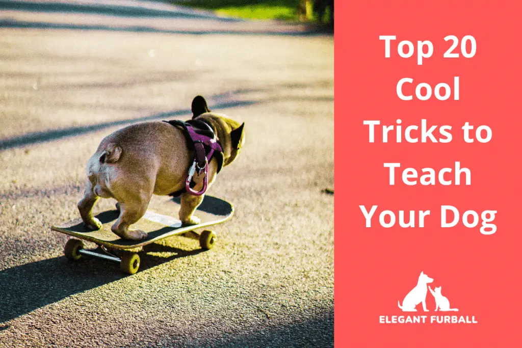 The Best Dog Tricks to Teach Your Dog