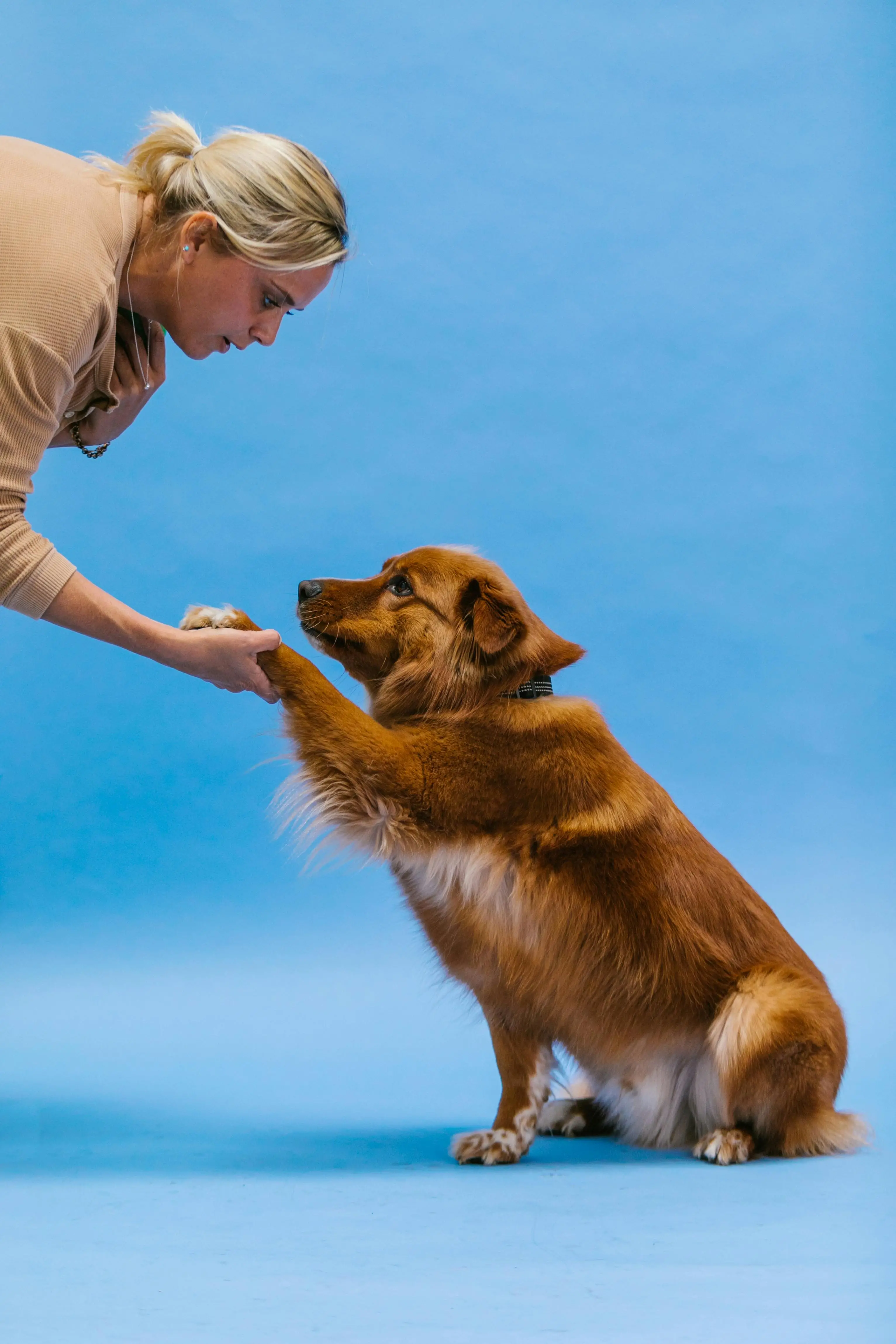 The Best Dog Tricks to Teach Your Dog