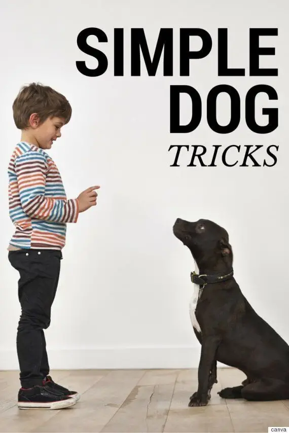 Best Tricks to Teach a Puppy