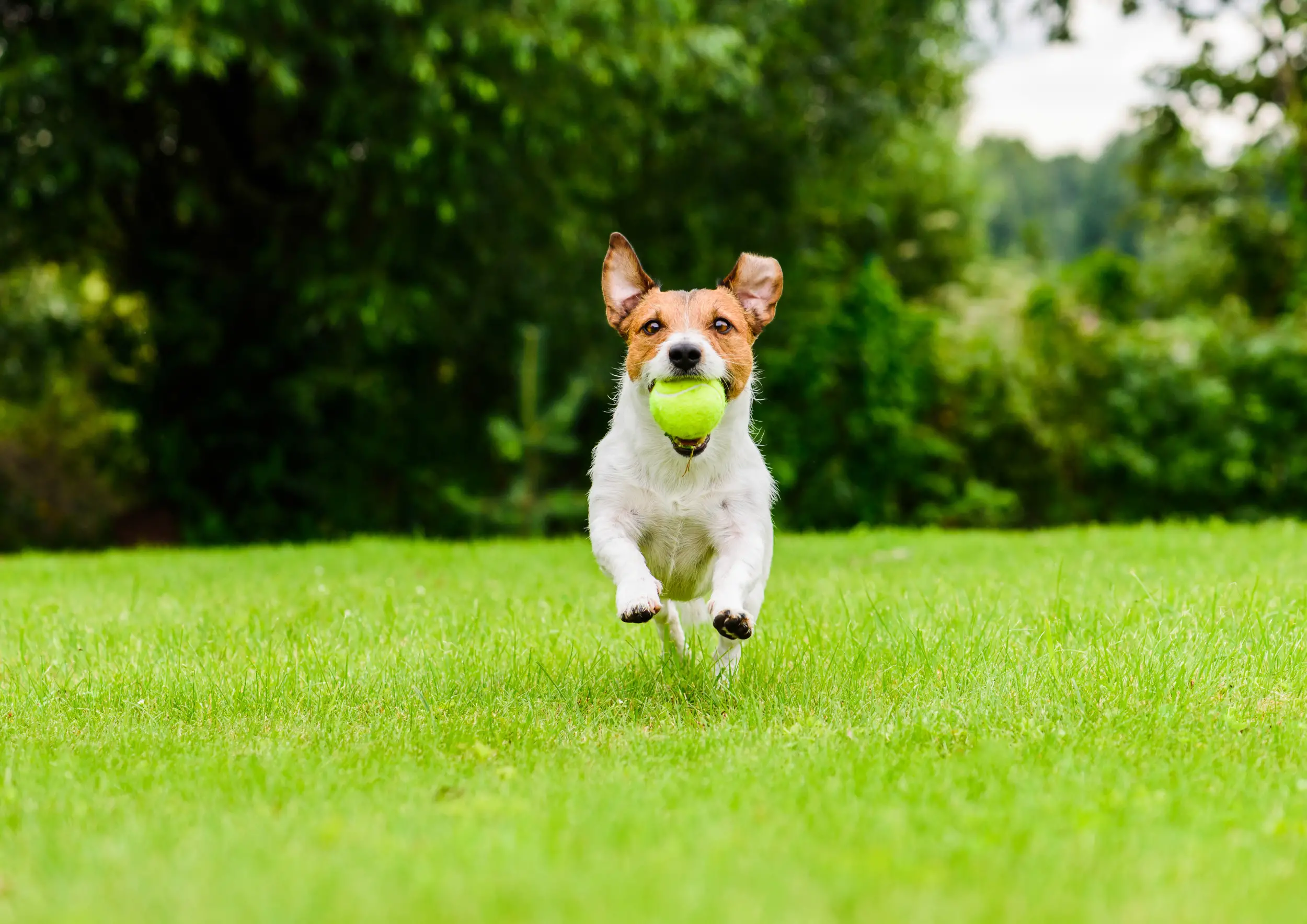 Best Tricks to Teach a Puppy
