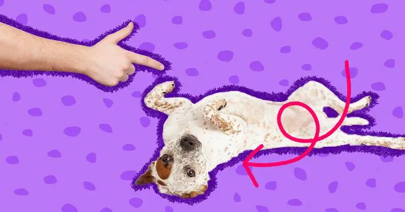 Best Tricks to Teach a Puppy
