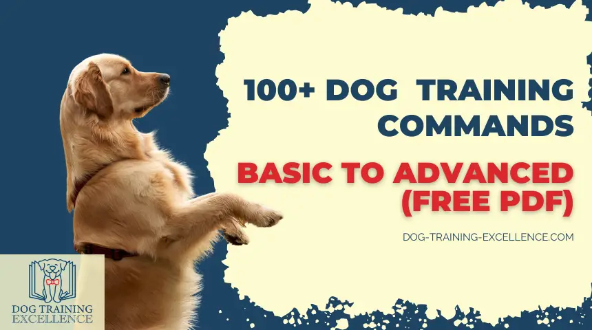 Best Tricks to Teach a Puppy