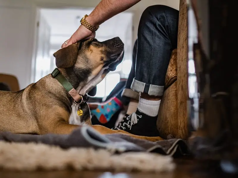 Training a Puppy to Sit and Stay