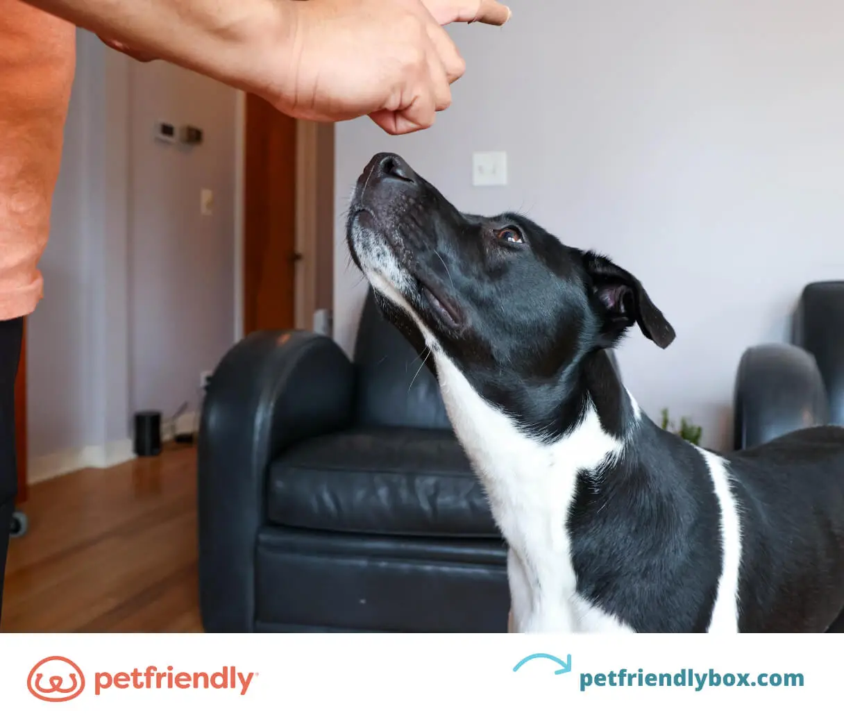 Training a Puppy to Sit and Stay