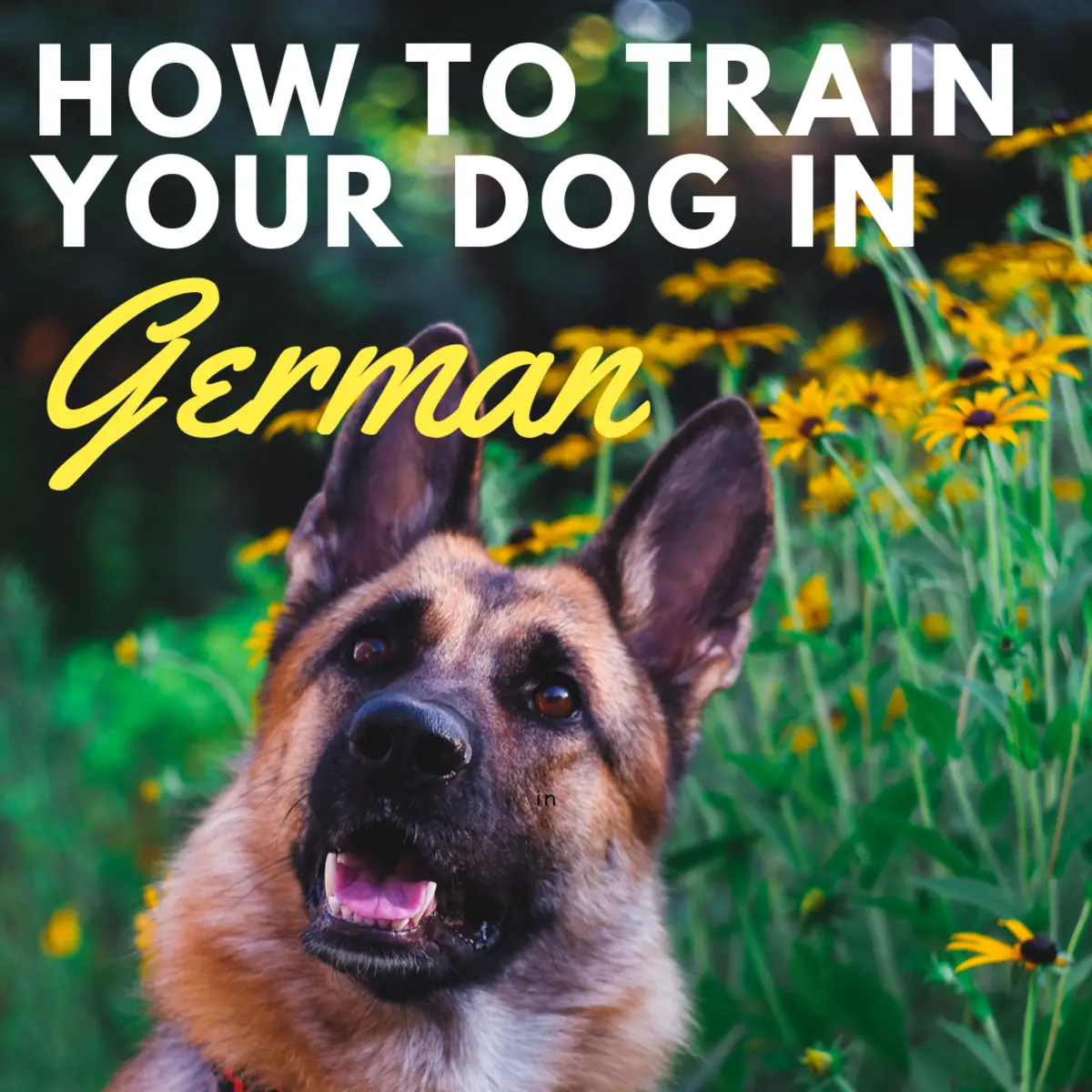 Lay Down in German for Dogs