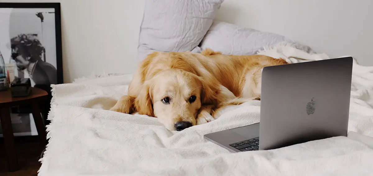 Lay Down in German for Dogs