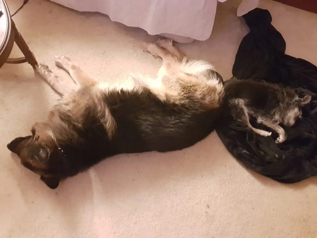 Lay Down in German for Dogs