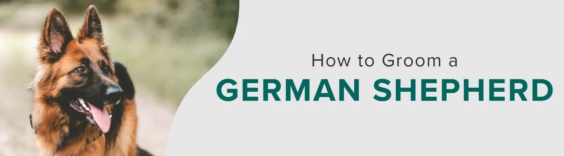 Lay Down in German for Dogs