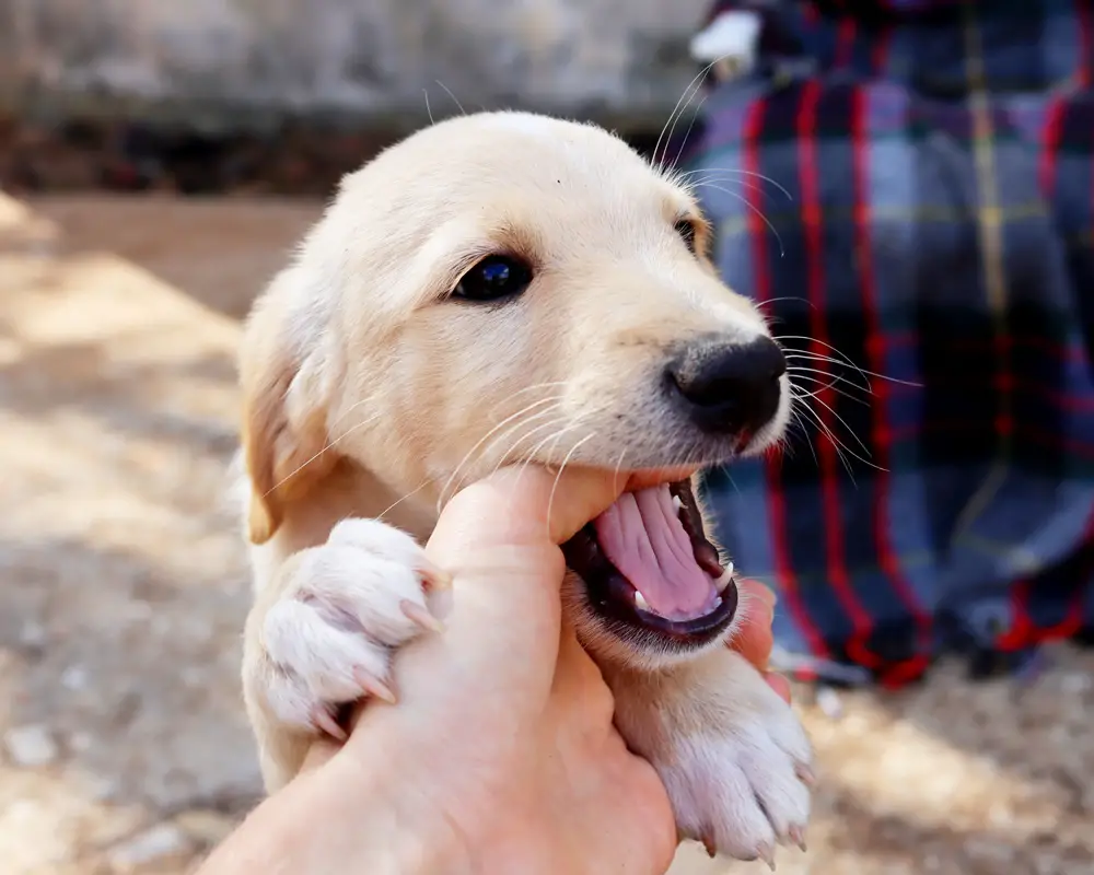 How Do You Get a Puppy to Stop Biting?
