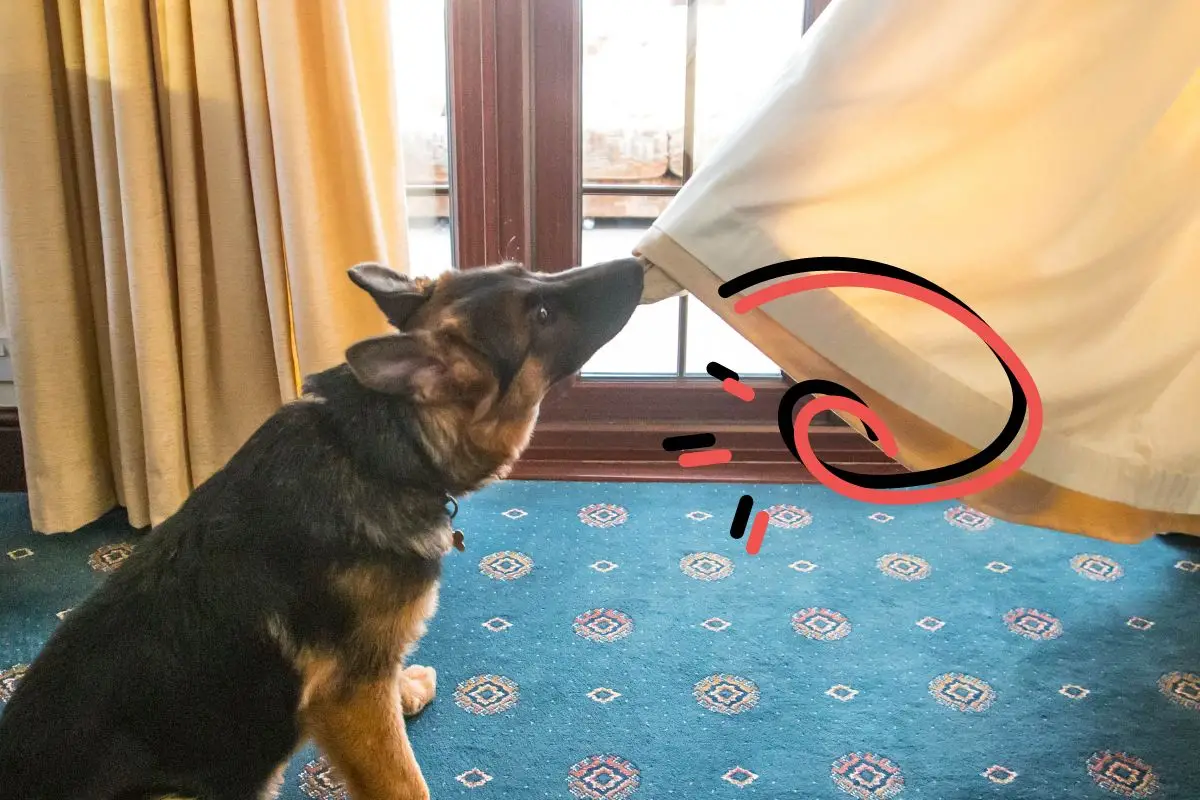 How Do You Get a Puppy to Stop Biting?