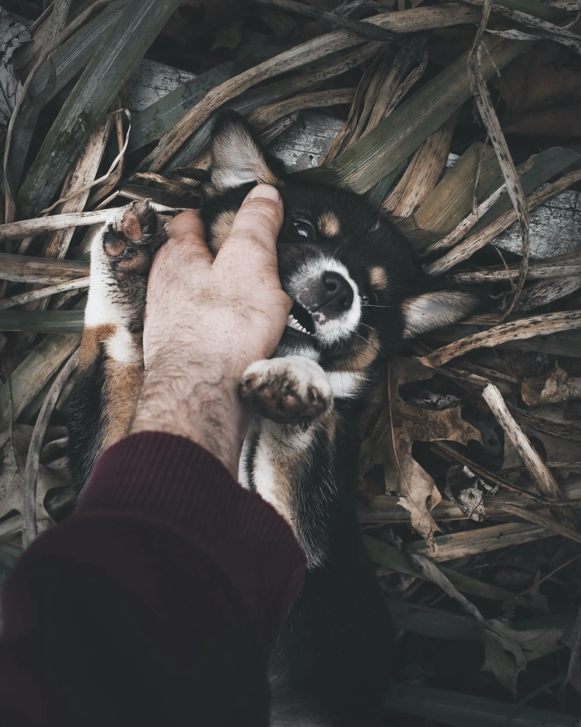 How Do You Get a Puppy to Stop Biting?