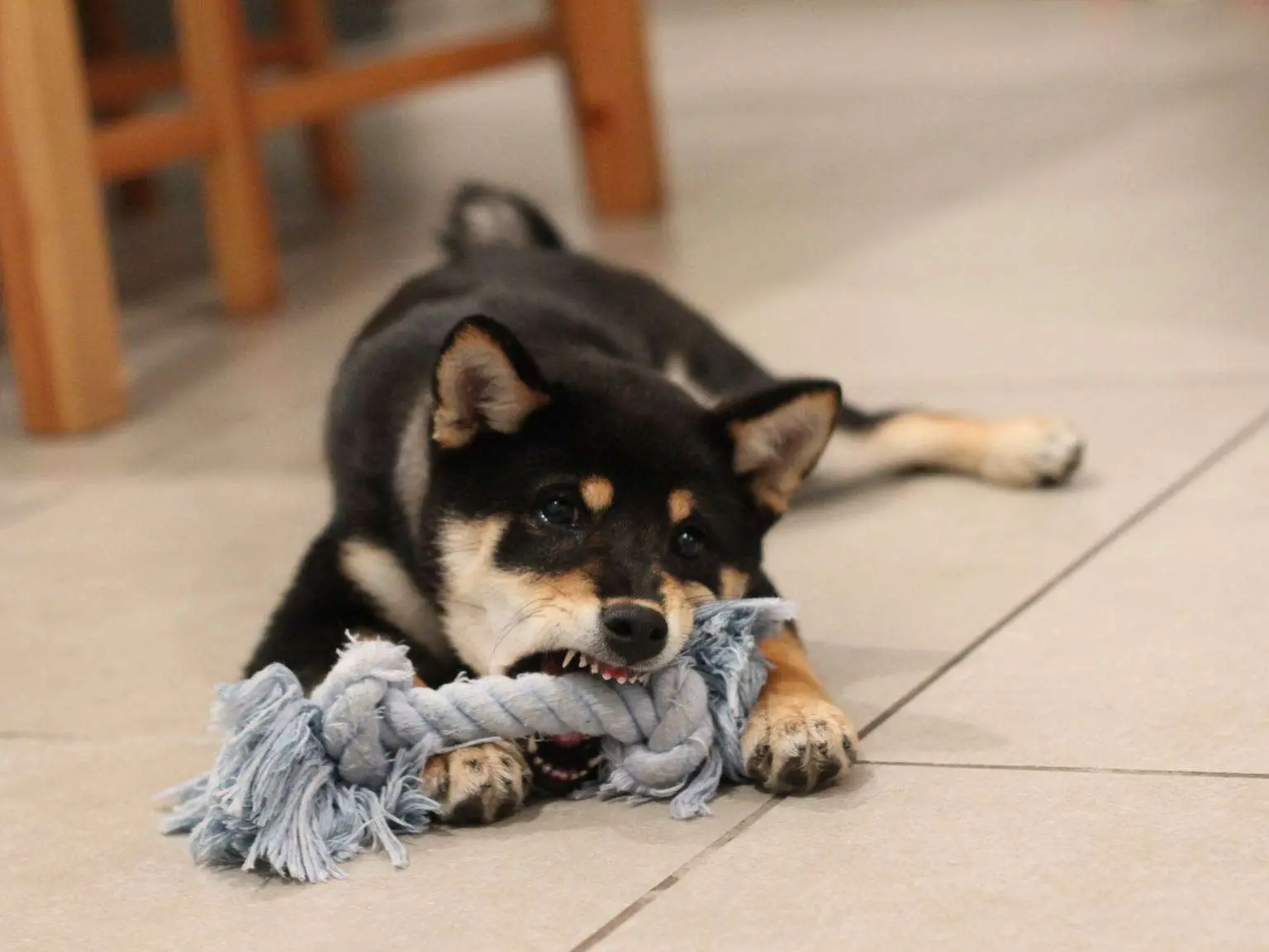 How Do You Get a Puppy to Stop Biting?