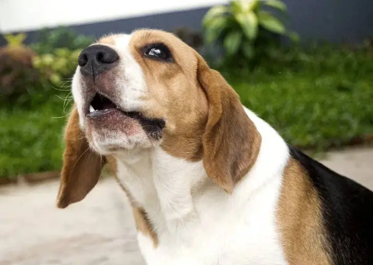 How to Stop a Dog from Whining