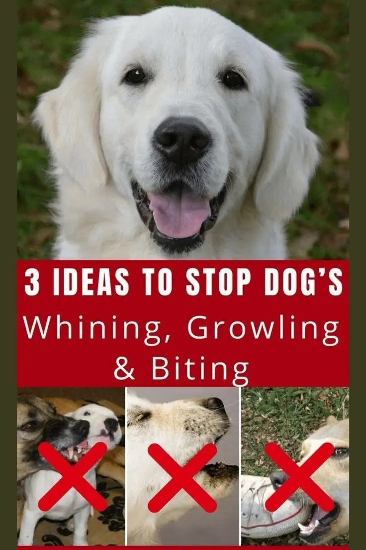 How to Stop a Dog from Whining