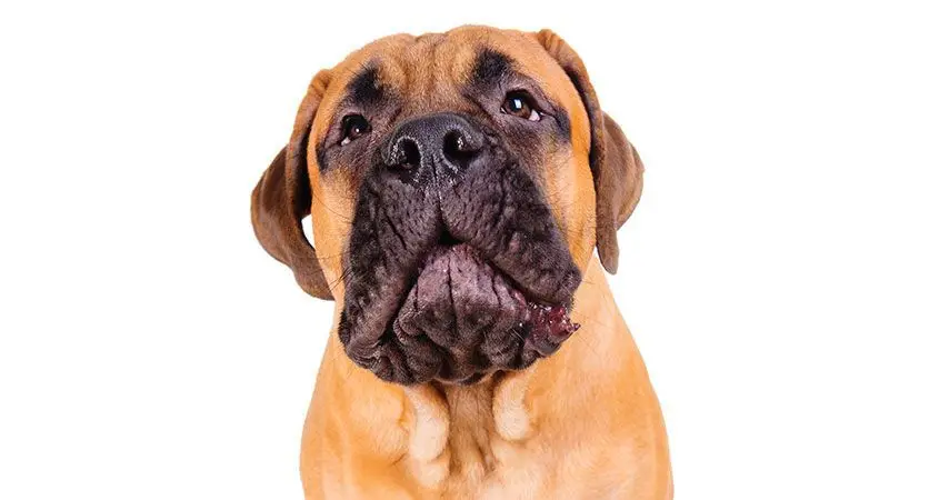 How to Stop a Dog from Whining