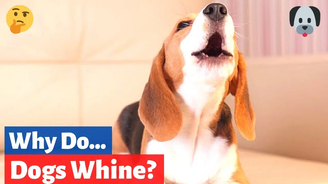 How to Stop a Dog from Whining