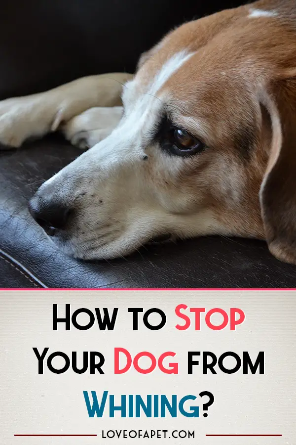 How to Stop a Dog from Whining