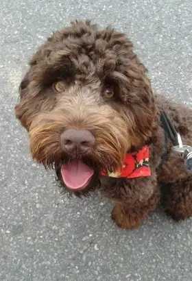 How Do You Stop a Puppy from Barking?