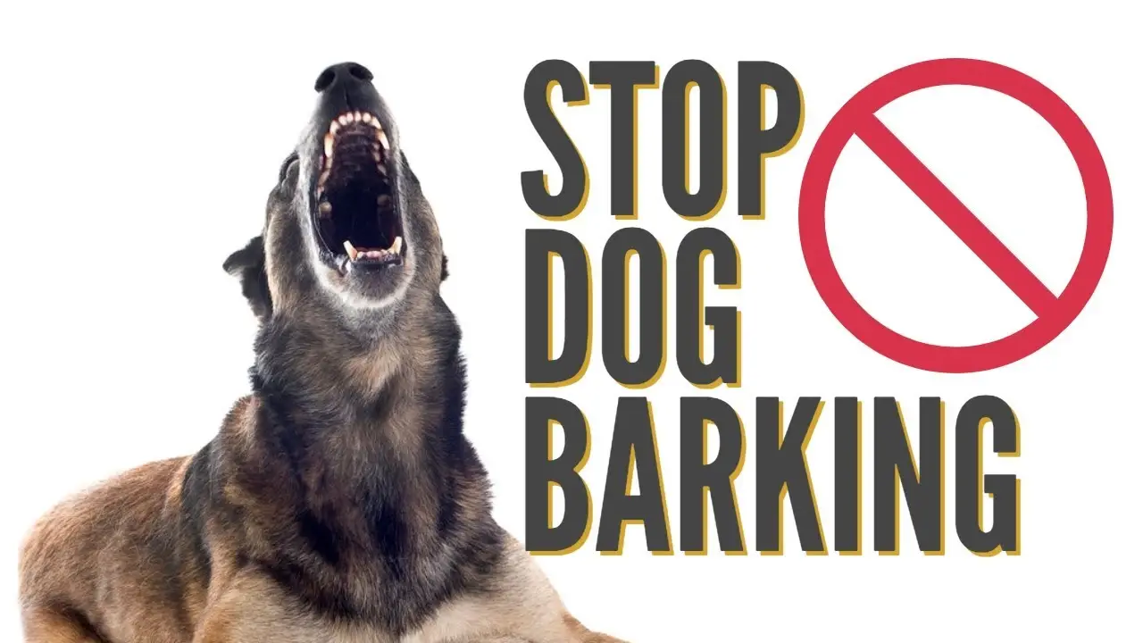 How Do You Stop a Puppy from Barking?