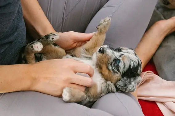 How Long to Potty Train a Puppy