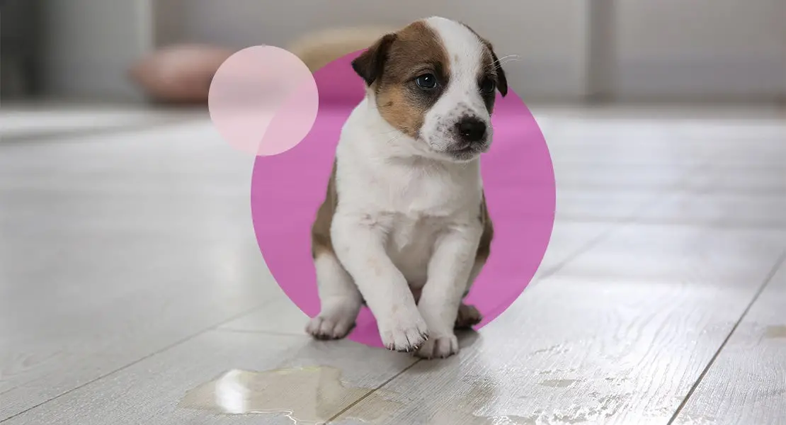 How Long to Potty Train a Puppy