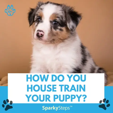 How Long to Potty Train a Puppy