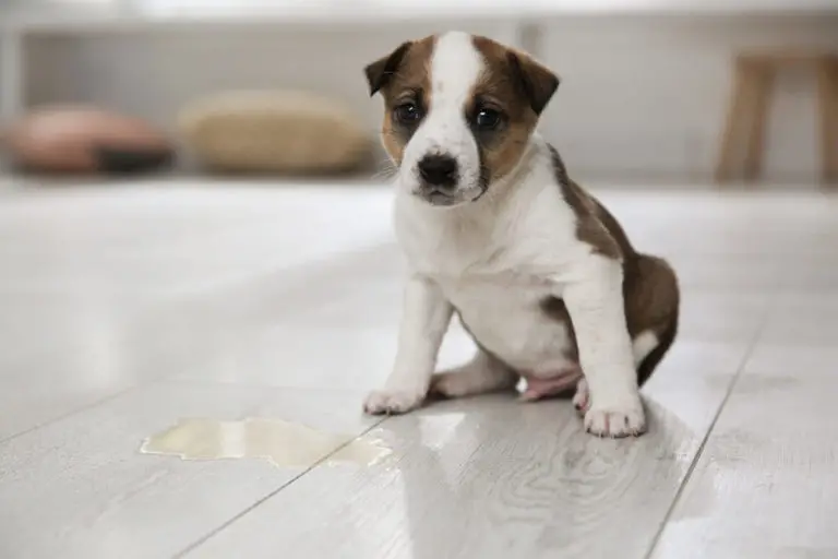 How Long to Potty Train a Puppy