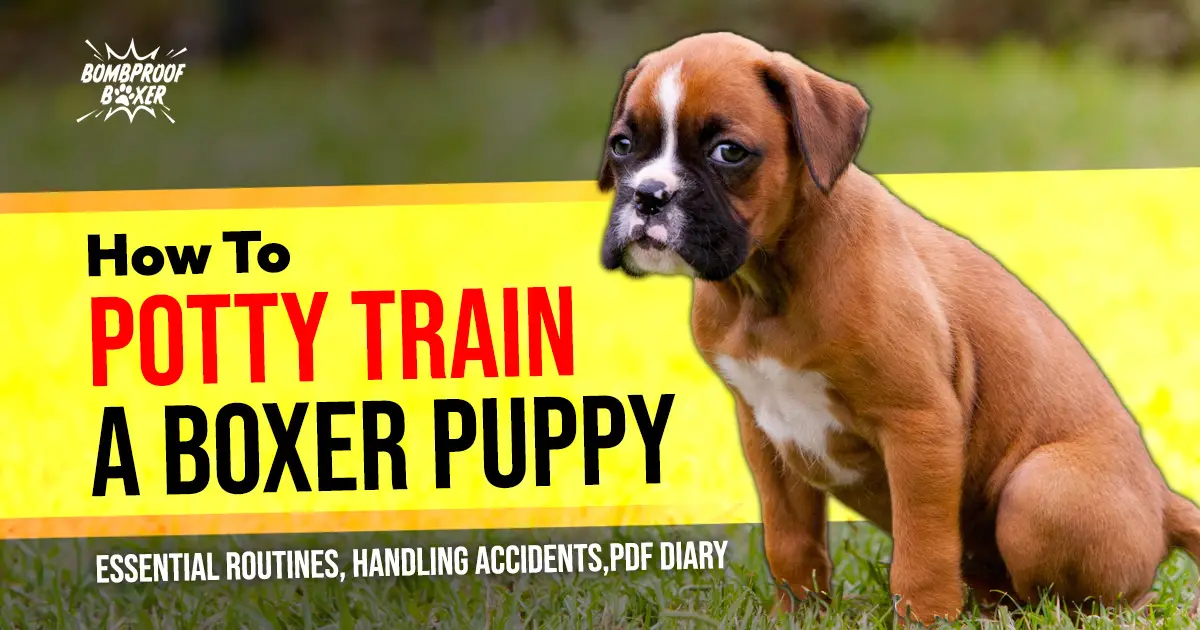 How Long to Potty Train a Puppy