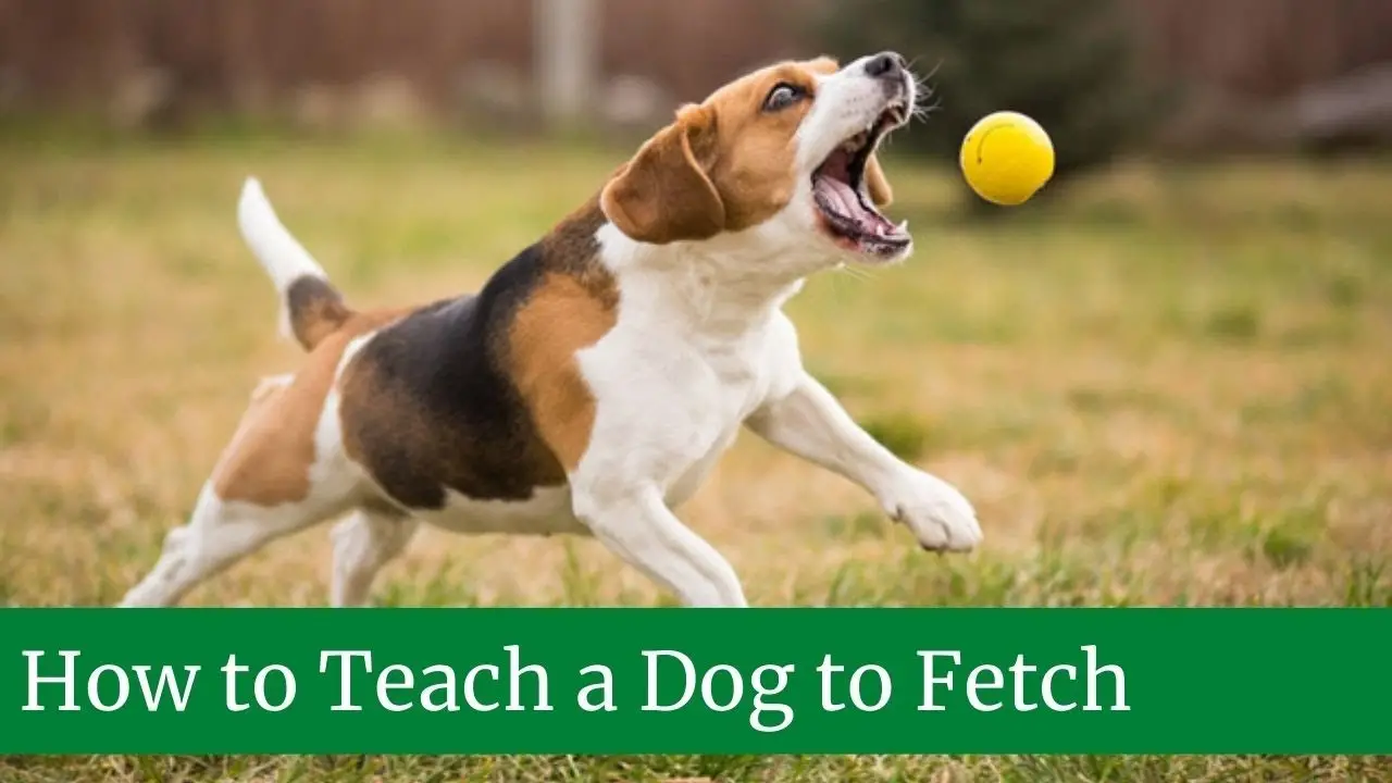How to Teach a Dog to Fetch a Ball