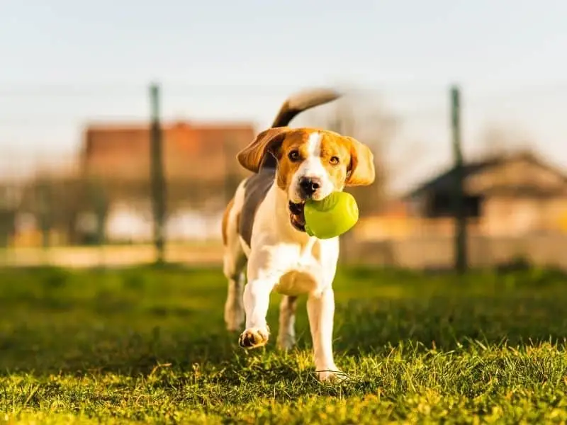 How to Teach a Dog to Fetch a Ball
