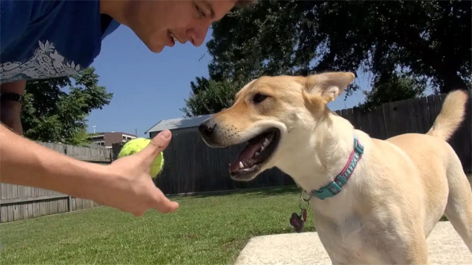 How to Teach a Dog to Fetch a Ball