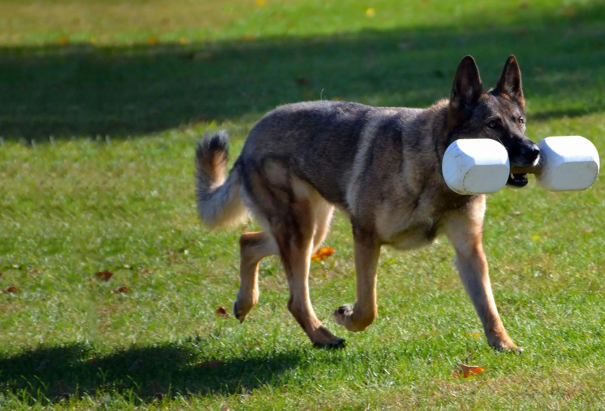 How to Teach a Dog to Fetch a Ball