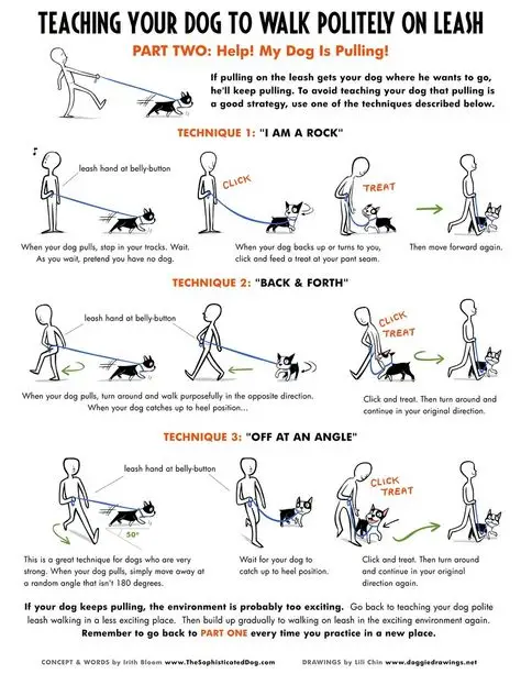 How to Train a Dog to Walk on the Lead