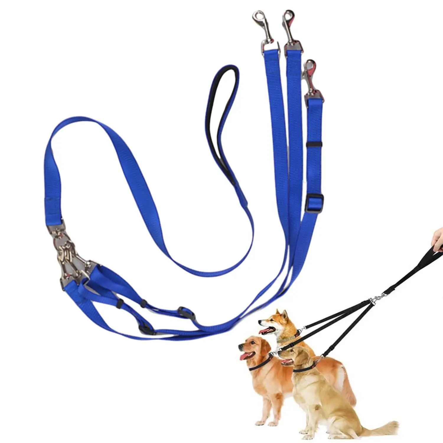 How to Train a Dog to Walk on the Lead