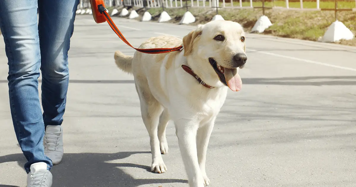 How to Train a Dog to Walk on the Lead
