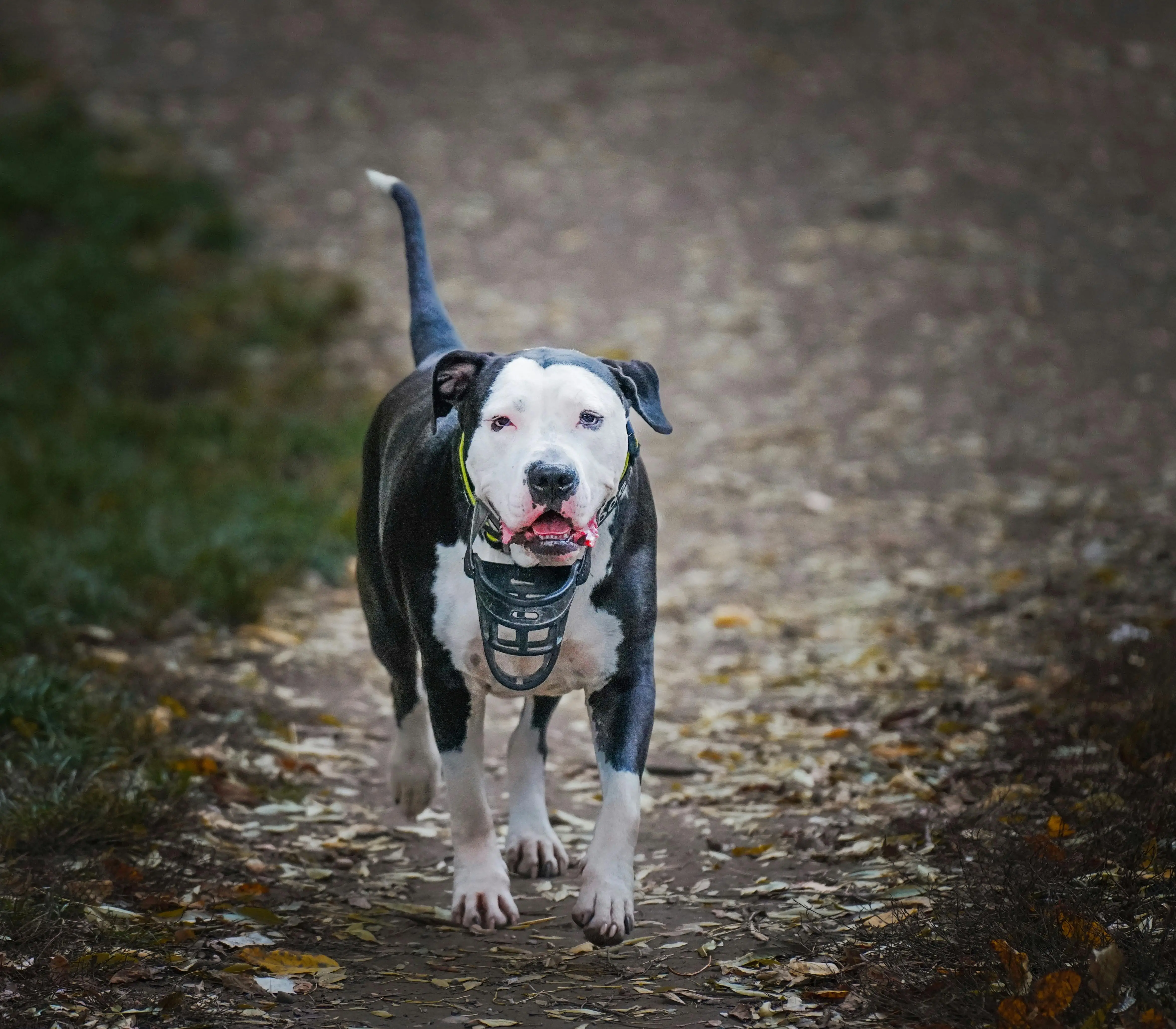 How to Train a Dog to Walk on the Lead