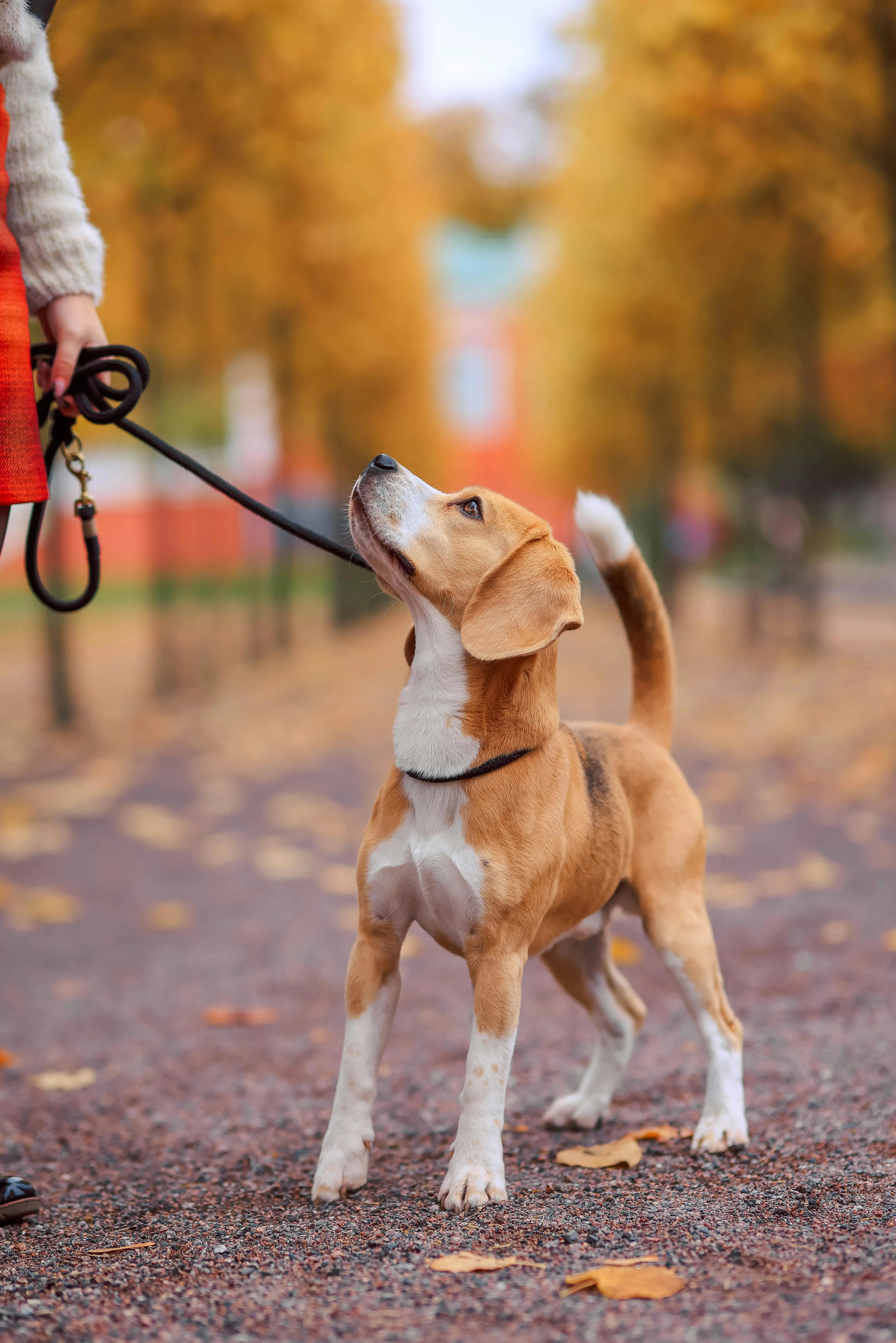 How to Train a Dog to Walk on the Lead