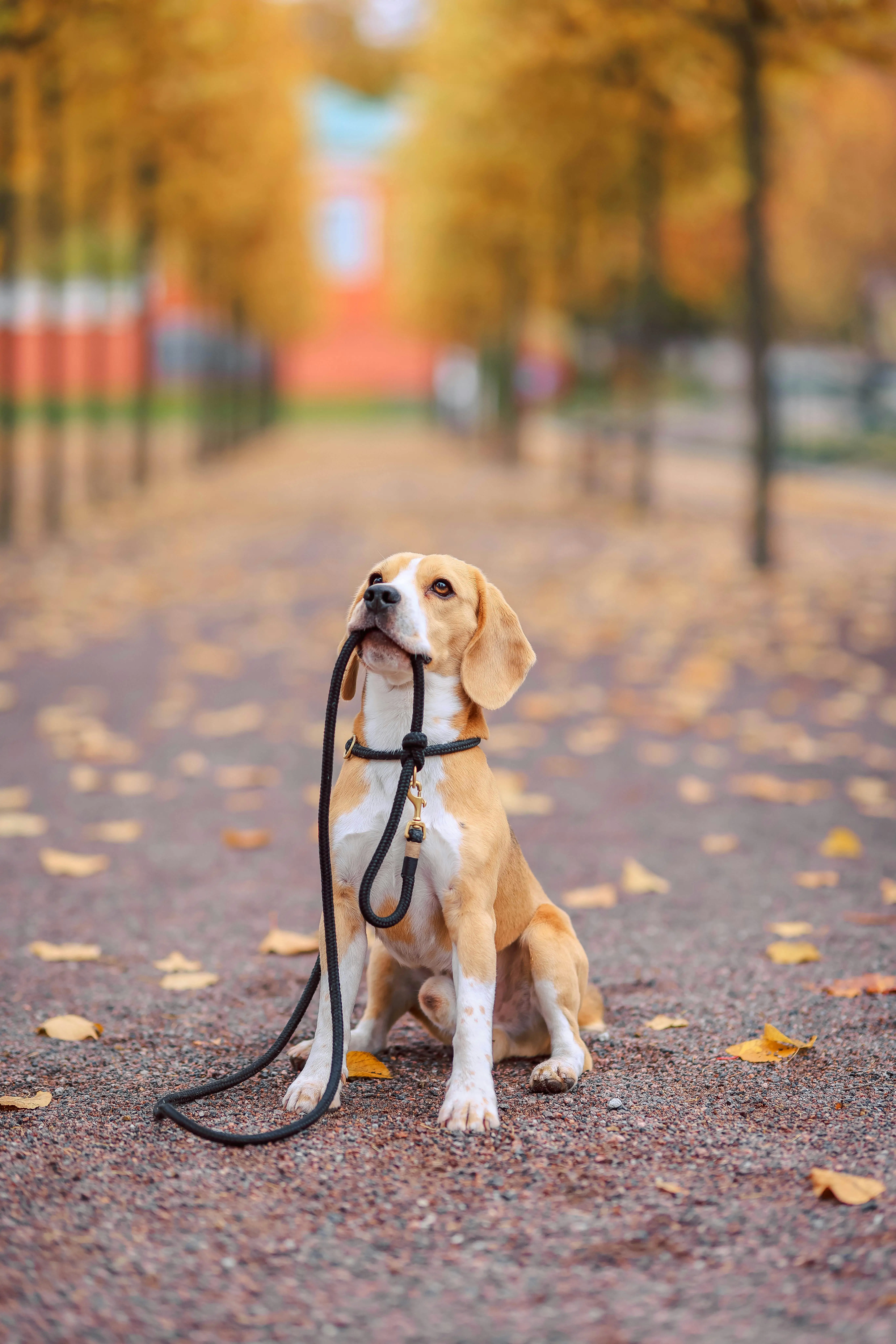 How to Train a Dog to Walk on the Lead