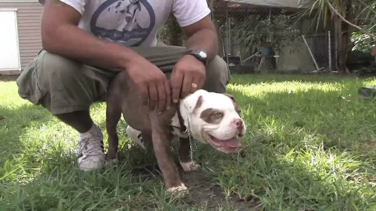 How to Get a Dog to Stop Nipping