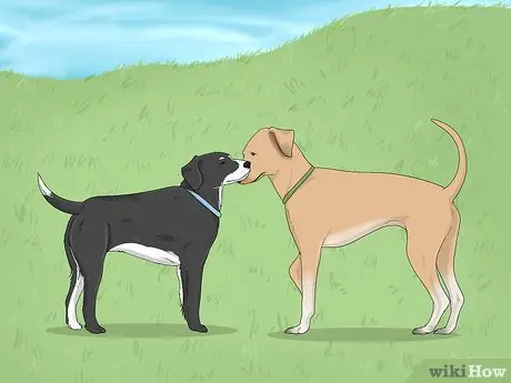 How to Get a Dog to Stop Nipping